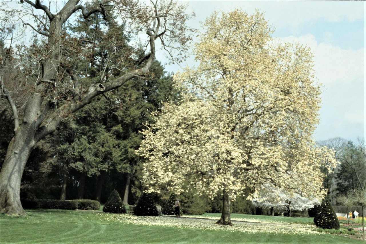 magnolia denudata